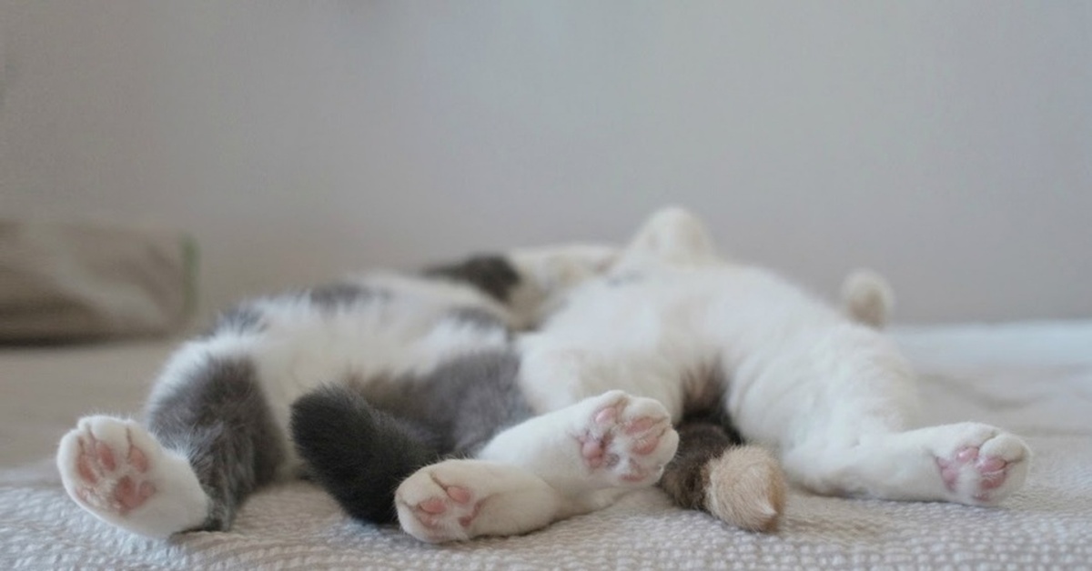 Чем лучше относишься к человеку цитаты. Котики и шампанское. Тебе пора повзрослеть. Мотивация для жизни. - пора бы уже повзрослеть.