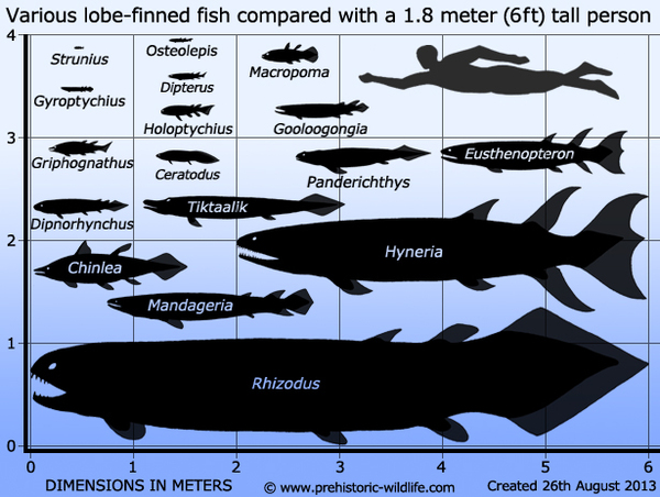 Osteolepis ,  , , Osteolepis, , 