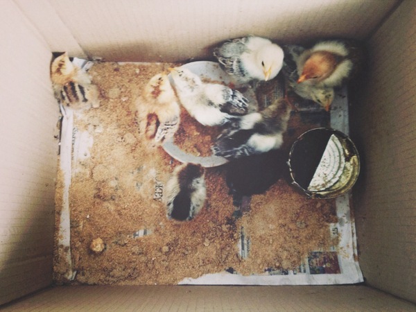 Выручай, Пикабу!