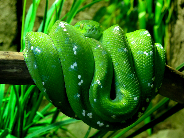 Зеленый питон | Пикабу