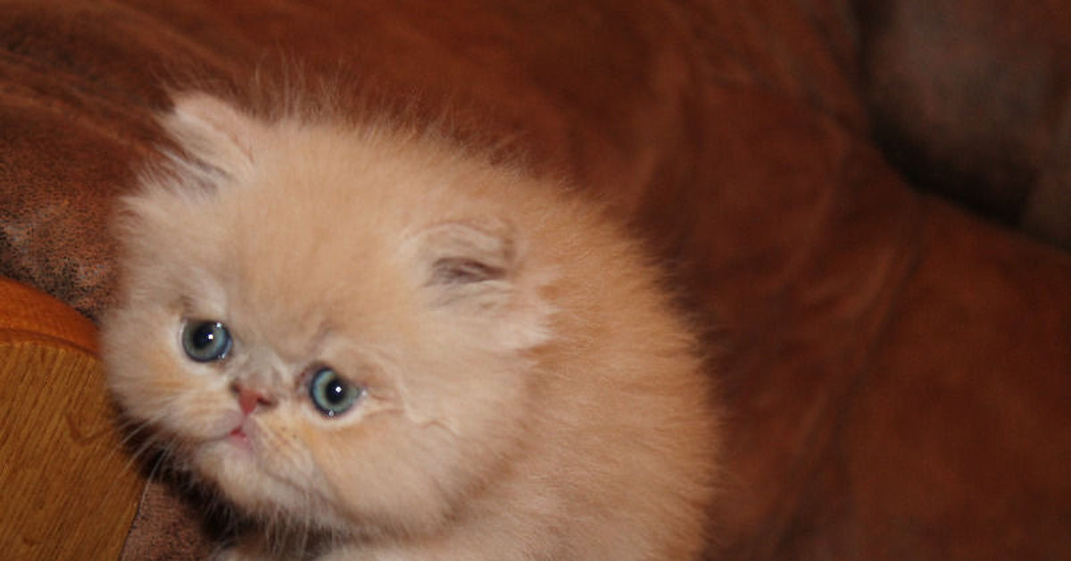 Персидский кот персиковый. Котята персидские полуперсы. Отдам персидских котят. Персидский кот в добрые руки