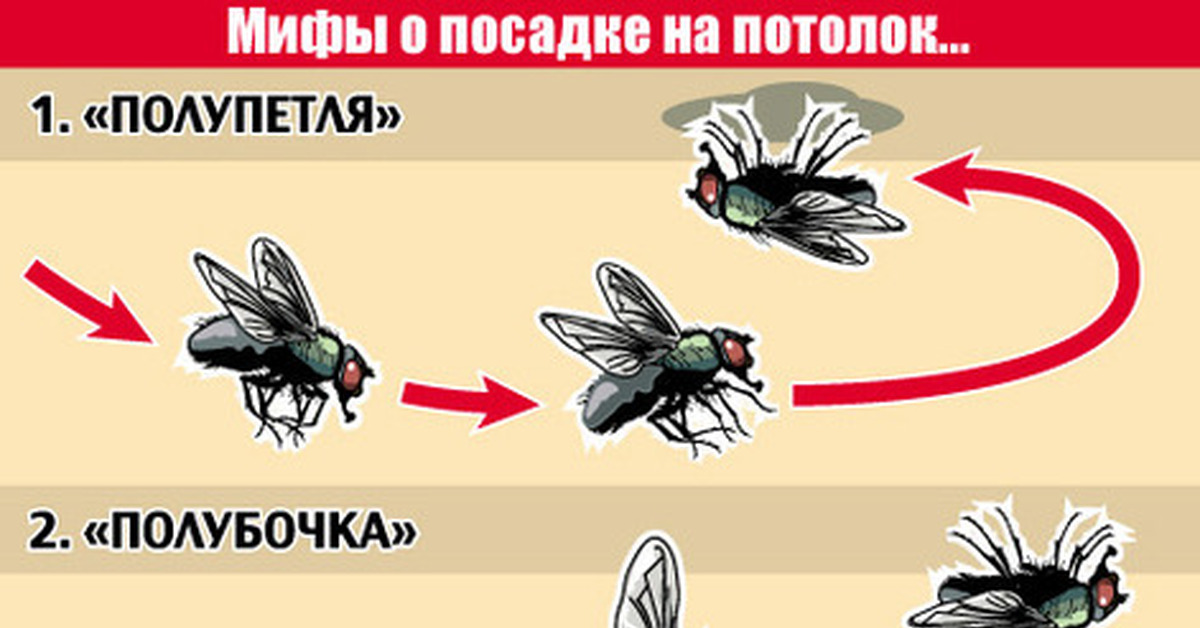 Вдоль дороги навстречу друг другу летят скворец и комнатная муха на рисунке представлены графики