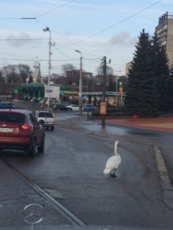 Вот кто создал небольшую пробку...