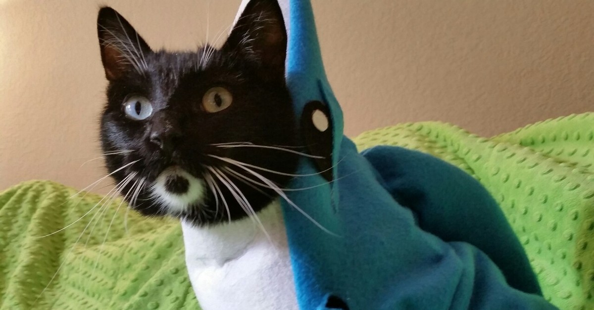 костюмы для котов акула. смешные костюмы для кошек. котиков в костюме акулы. милые коты в костюмах.