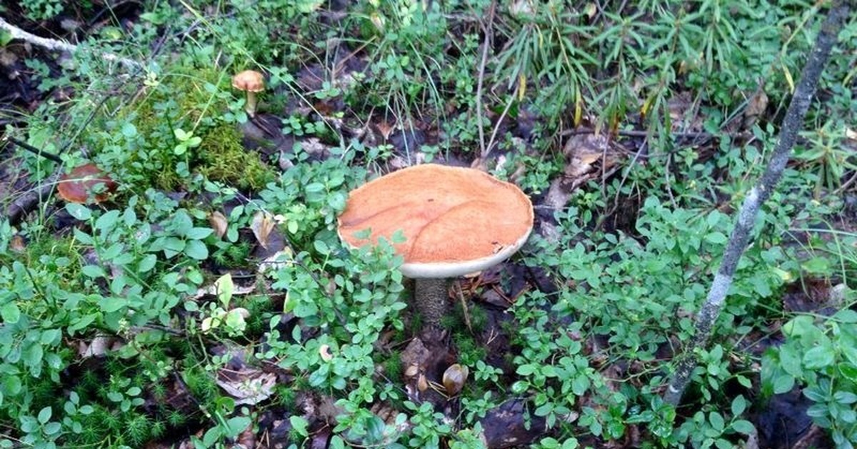 Сибирь. Тайга. | Пикабу