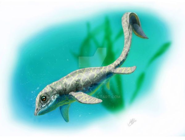 Cartorhynchus ,  , , , Ichthyosauromorpha, Cartorhynchus, 
