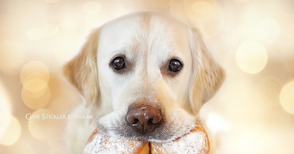 I also have a dog. Картинки собак.