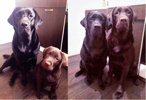 after 6 months) - My, Dog, Labrador, After some time, It Was-It Was