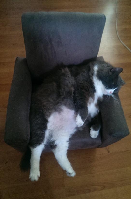 Кресельный кот.