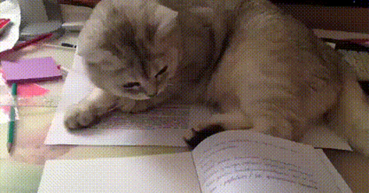 Котик решает задачи. Котики и учеба. Мемы про домашних животных. Кот за учебой. Умный кот.