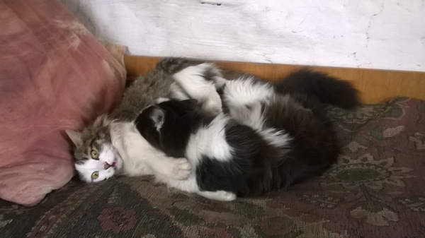 ���� �������, ����� � ��� �������� ��������� ����