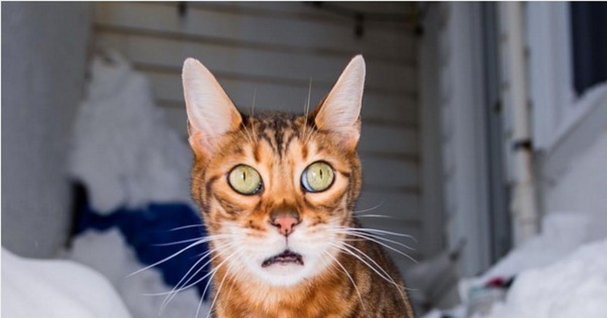 Снежный бенгальский кот
