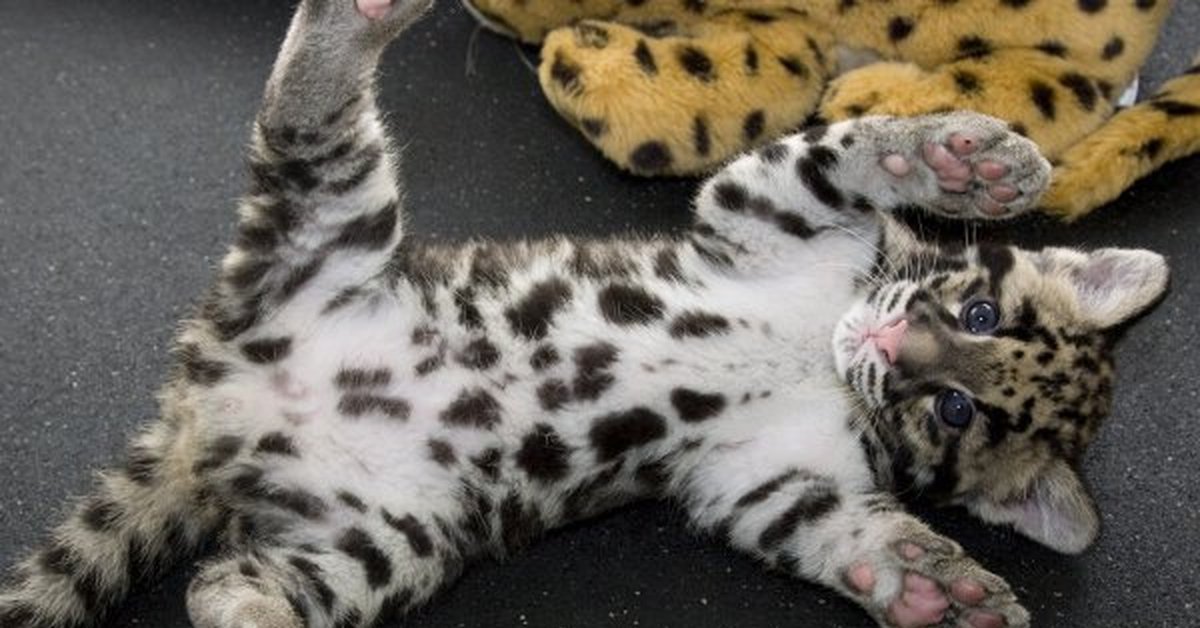 Животные с пятнами. Бенгальская кошка снежный Барс. Дымчатый леопард котенок. Дымчатый леопард и Оцелот. Дымчатый леопард лапы.