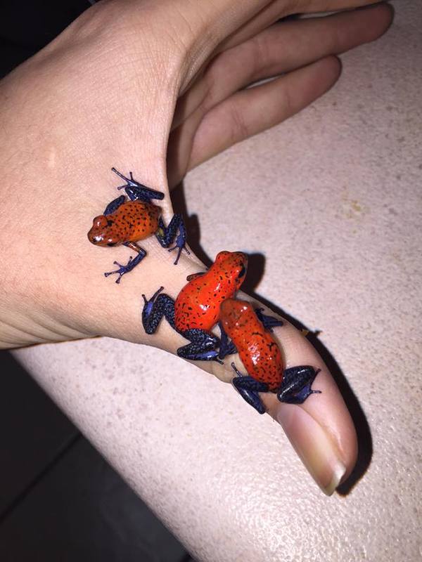   (Oophaga pumilio)