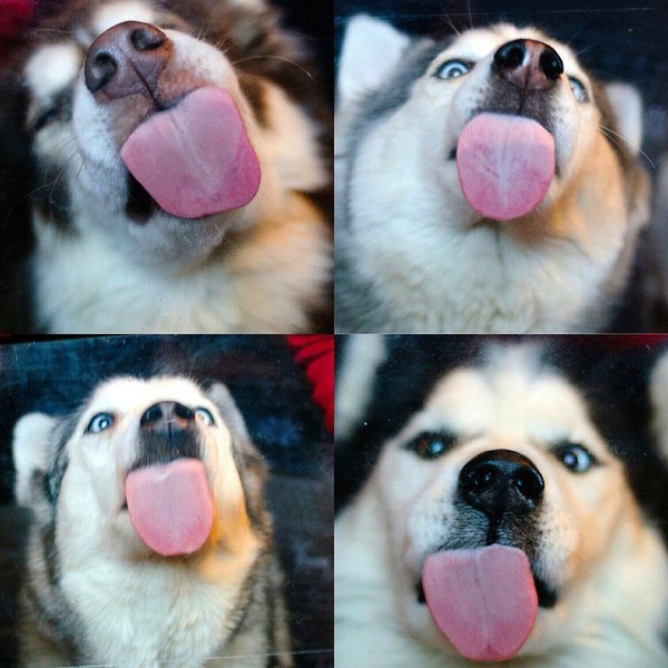    , , , , -, ,   HuskyBeat