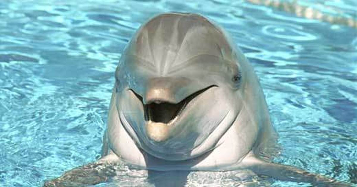 Dolphins sleep with one eye. Смешные дельфины. Морда дельфина. Дельфины Мем. Дельфины спят.