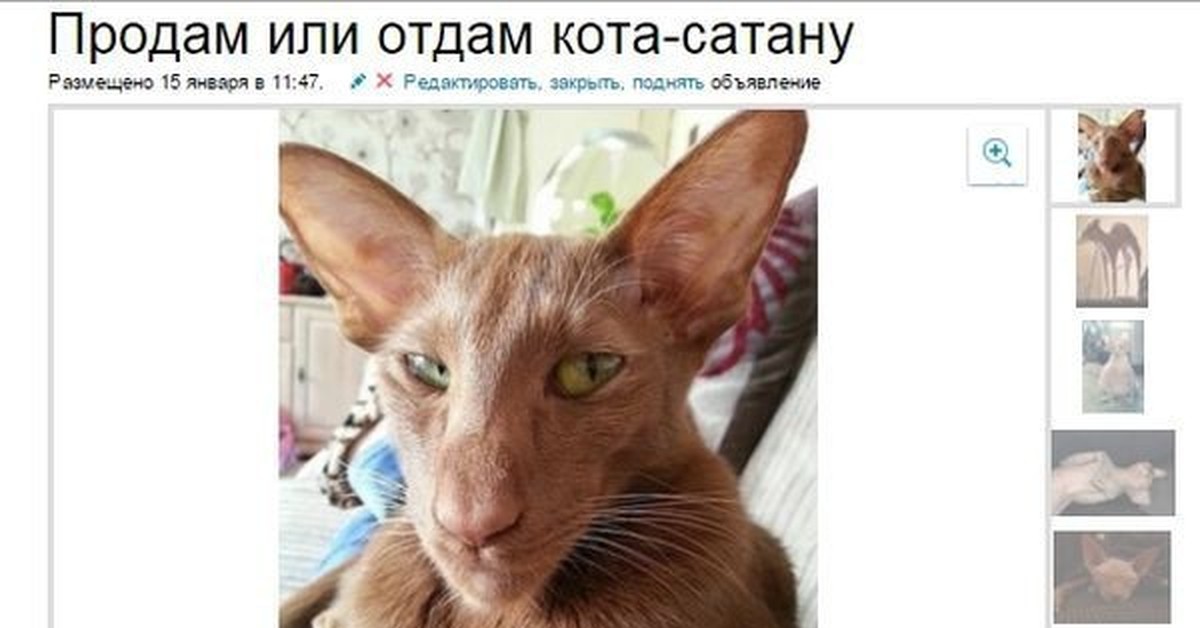 Сыктывкар Купить Кота На Авито