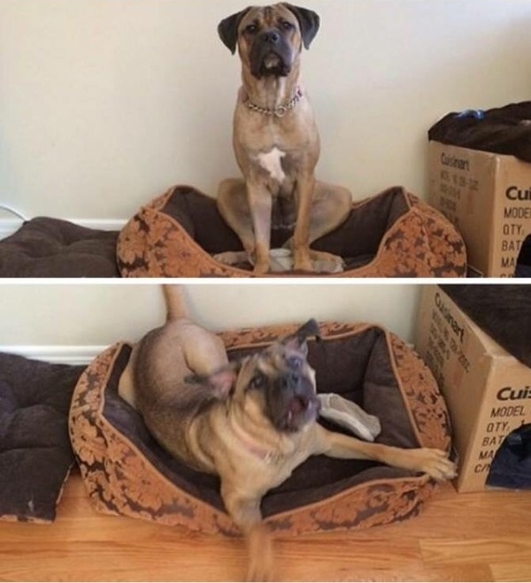 "Сидеть!" и "Хочешь пойти в парк?!"