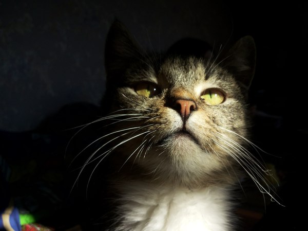 Просто фото кошки