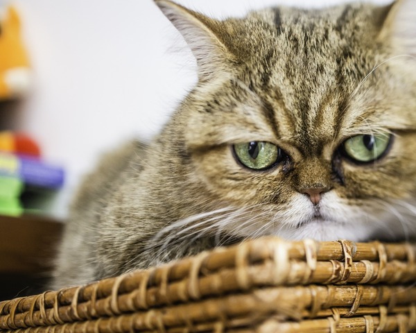 Когда начальник завалил работой...