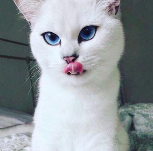 Милый котик ^_^