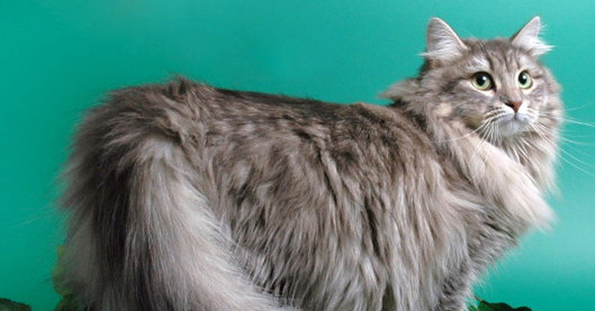 Какие кошки длинношерстные. Сибирская длинношерстная кошка. Длинношерстный табби Сибирская. Сибирская длинношерстная кошка европейская. Сибирский кот серый длинношёрстный.