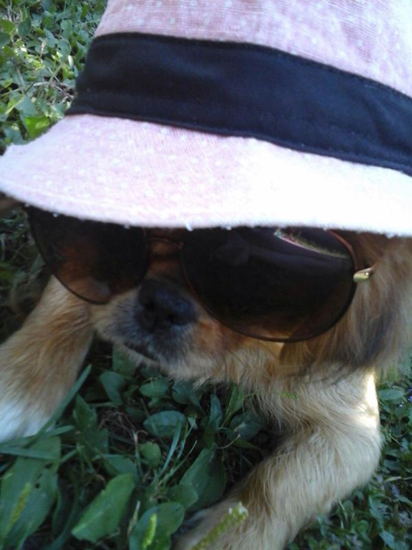 Dog is cool - Dog, Images, Cool, Glasses, Relaxation, Summer, Comments