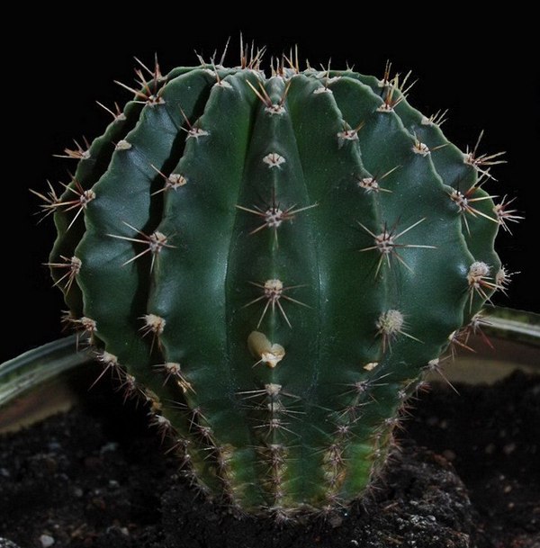    Echinopsis ,  , 
