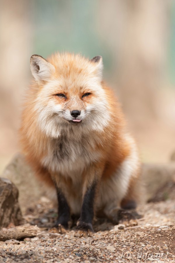 Вот вам лисицы на ночь :з | Пикабу