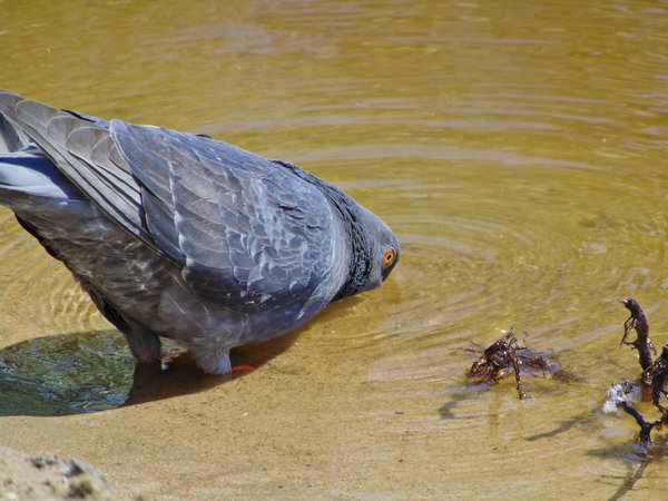 � �������� ����