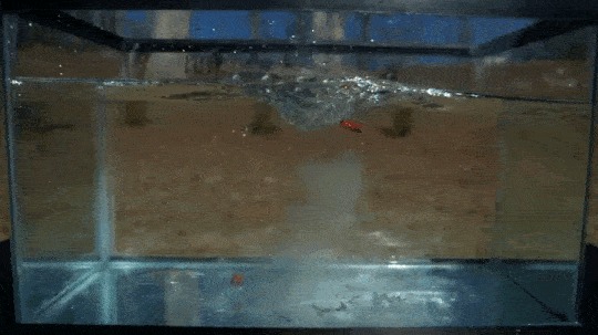 Фейерверк Гифка, Видео, YouTube, Фейерверк, Slow motion