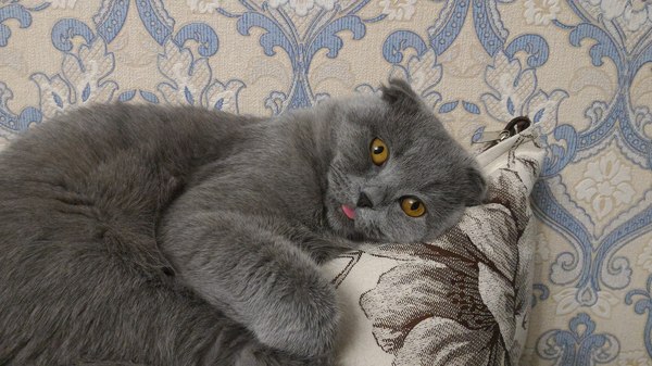 Сфоткал кота пока он спи... - Моё, Кот, Сон, Язык, Моё