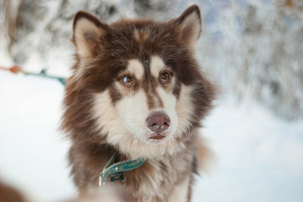 ,   ,     (   HuskyBeat, , , , 