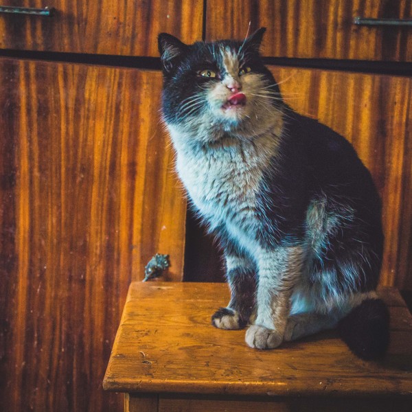 Обидка кошачья