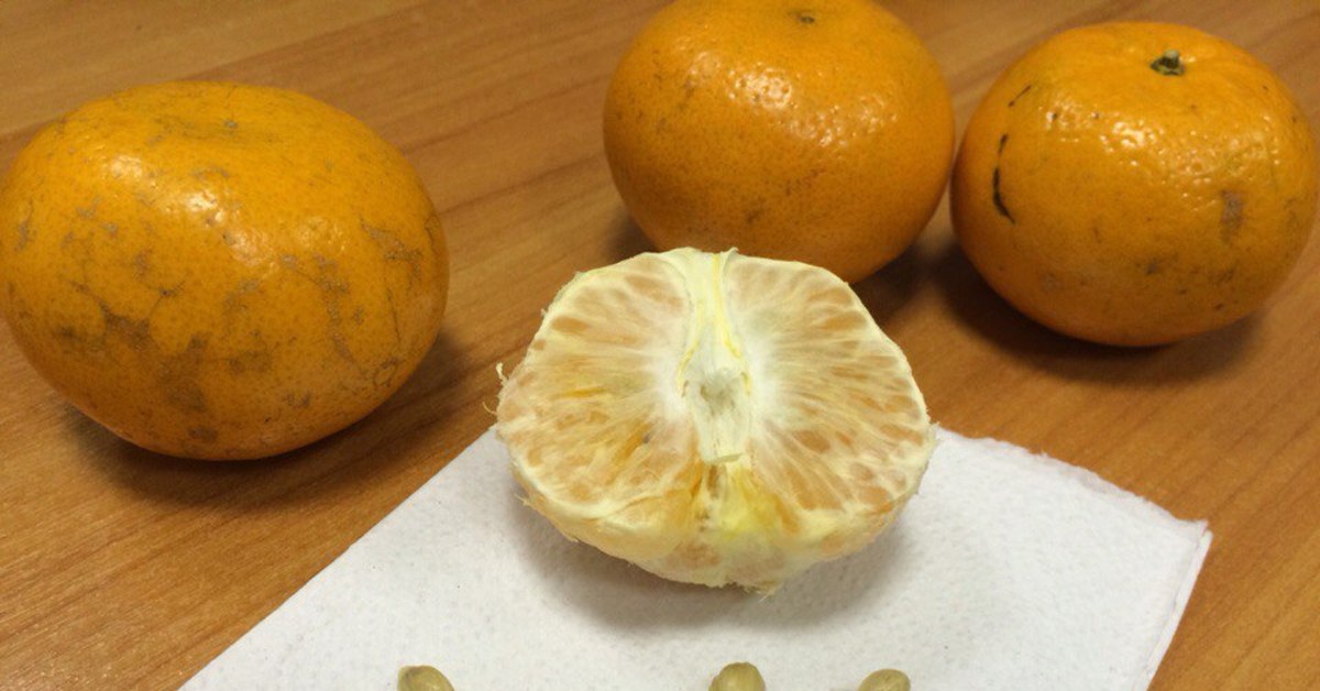Будут ли мандарины из косточки. Семена лимона мандарина. Семена померанца. Косточки мандарина. Семена апельсина.