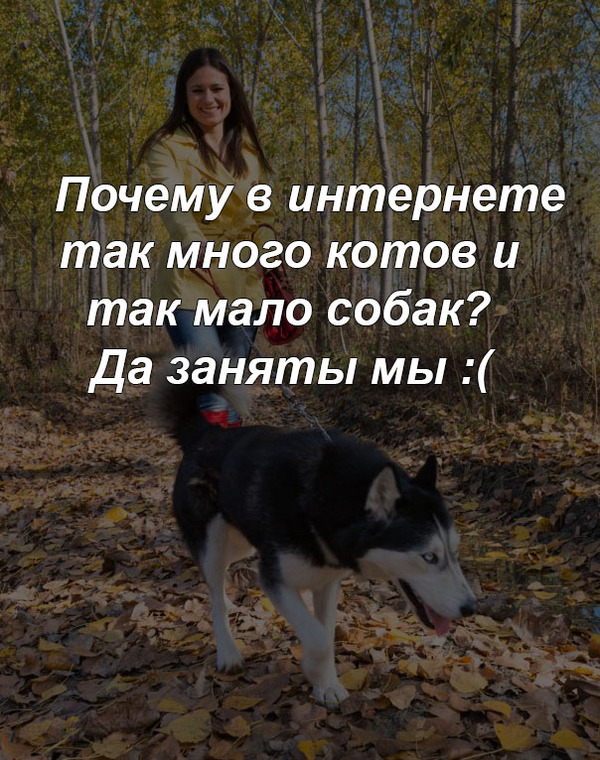 Крик души собачника