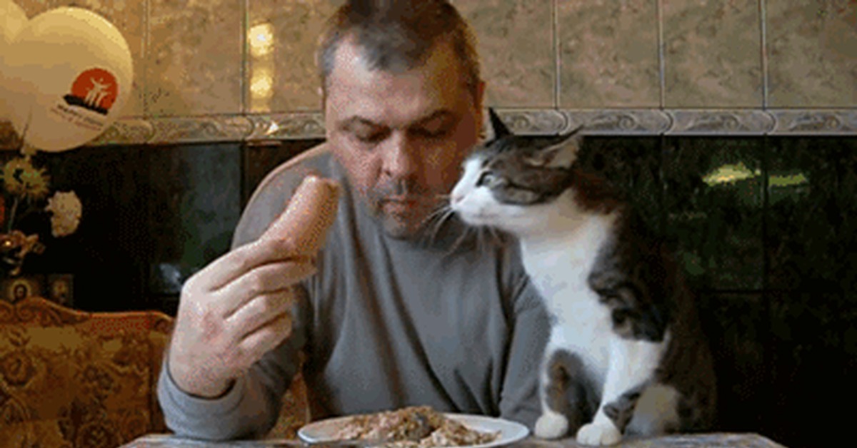 Котик просит сосиску. Литвин ест сосиску. Звук просящей кошки