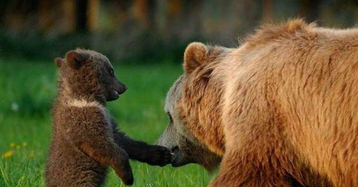 Loving bears. Асадов Медвежонок. Медвежонок с мамой. Мама Медведица. Маленькие медвежата с мамой.