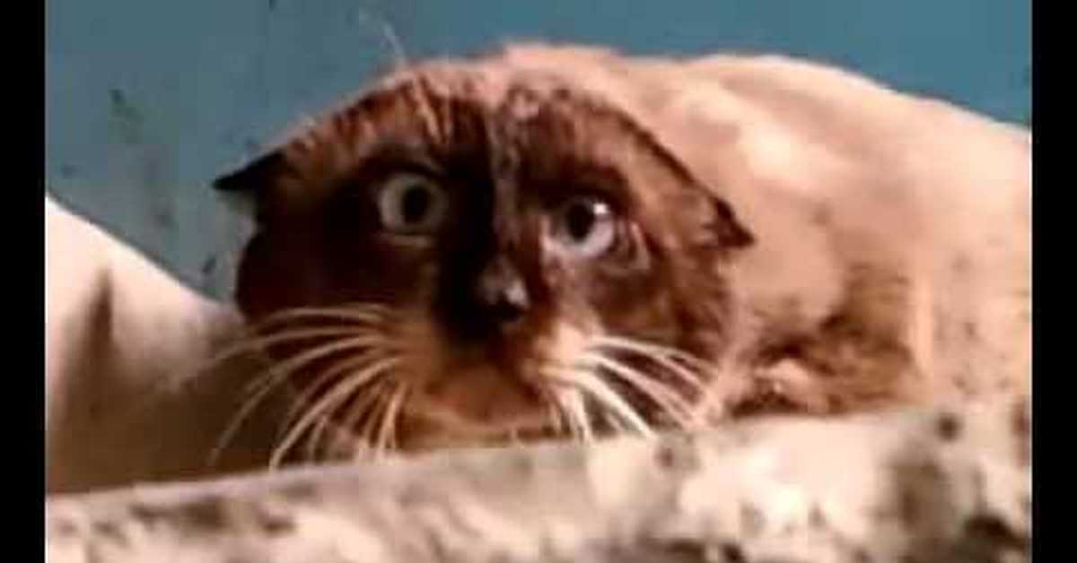 Ну очень странный кот. Песня странный кот. Песня странный странный странный кот. Коты с необычной мордочкой. Ну очень странный кот.