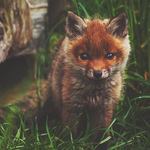 ��������� ���