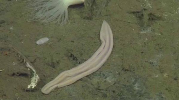 Морское животное «лиловый носок»