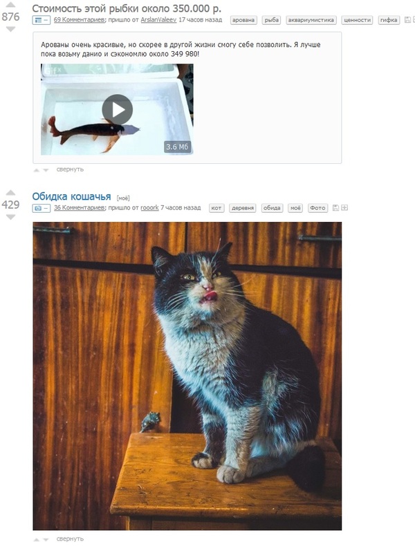 Котик недоволен стоимостью :(