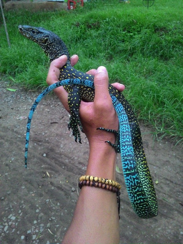   (Varanus doreanus) , , , , 