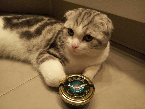 Пир во время чумы