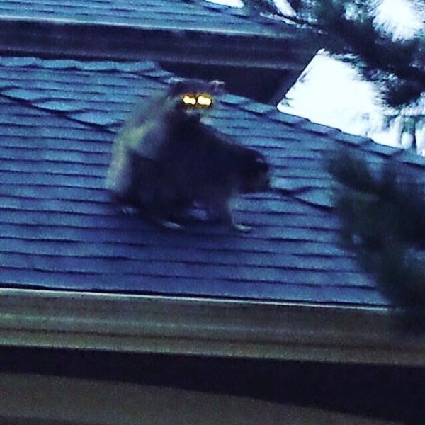 Brazzers Presents.   .