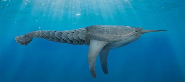 Doryaspis ,  , , Agnatha, Doryaspis, 