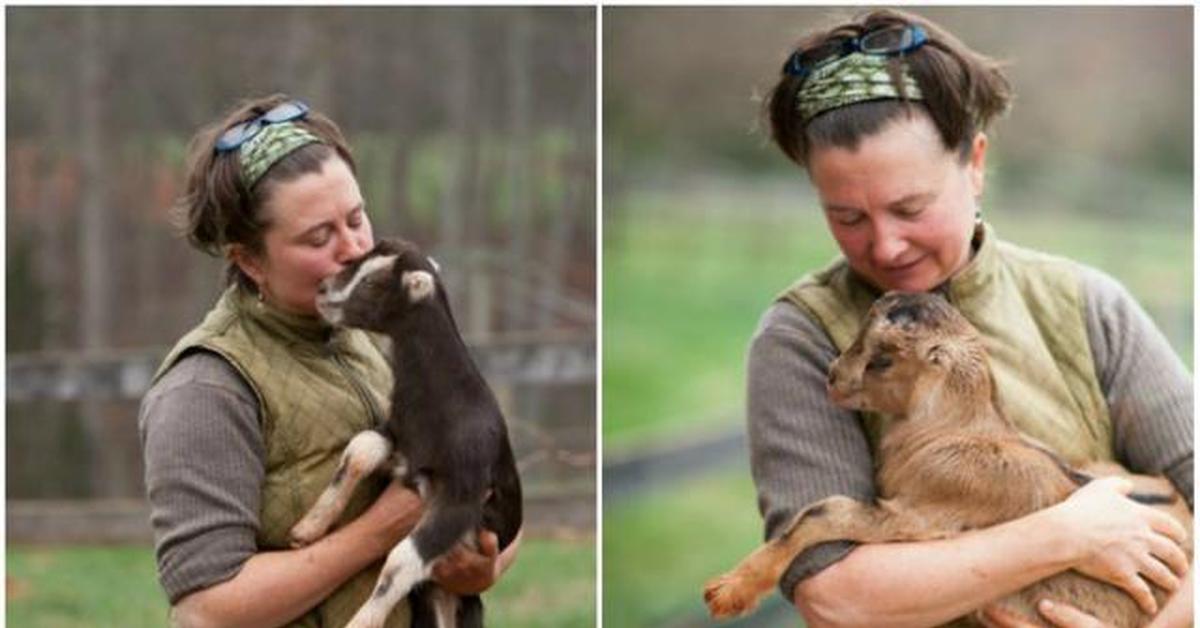 Обнимали также. Фермер который обнимается с животными. На ферму нужны волонтеры. Обнять козочку. Картина девочка обнимает козлёнка.