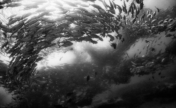 Underwater Realm Anuar Patjane, , , 