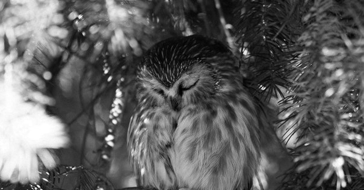 Магелланов филин. Филин в анфас. Красивые совушки. Красивая сова. Самые красивые совы.