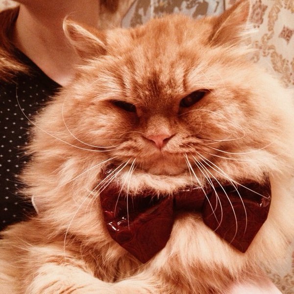 Пропал кот!